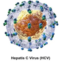 Virus HCV là gì? - Tìm Hiểu Về Bệnh Viêm Gan C